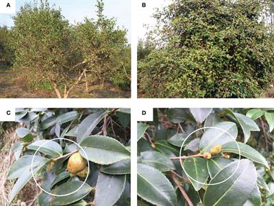 Co-regulatory effects of hormone and mRNA–miRNA module on flower bud formation of Camellia oleifera
